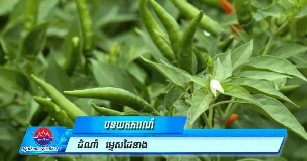 បទយកការណ៍ ៖ អំពីដំណាំ ម្ទេសដៃនាង