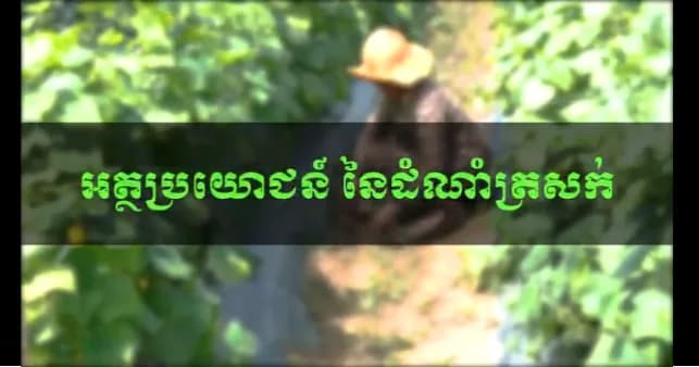 បទយកការណ៍ :​ អត្ថប្រយោជន៍នៃដំណាំត្រសក់