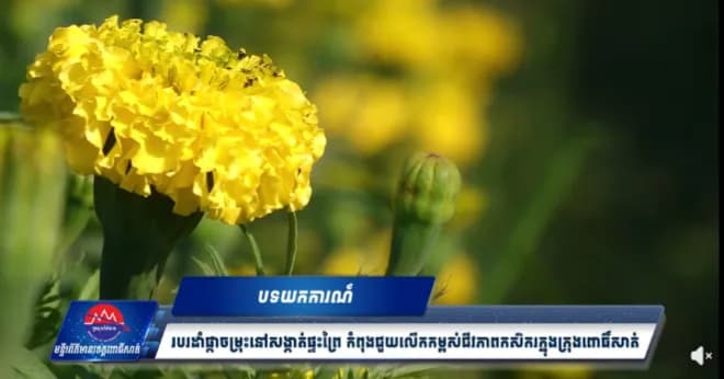 បទយកការណ៍៖ របរដាំផ្កាចម្រុះនៅសង្កាត់ផ្ទះព្រៃ កំពុងជួយលើកកម្ពស់ជីវភាពកសិករក្នុងក្រុងពោធិ៍សាត់