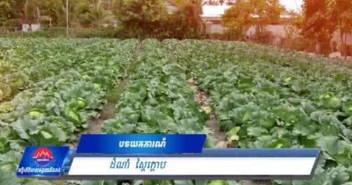 បទយកការណ៍ ៖ អំពីដំណាំបន្លែស្ពៃក្តោប