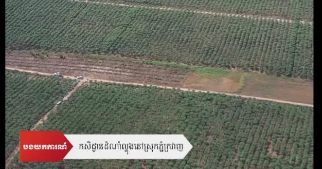 បទយកការណ៍ ៖​ កសិកម្មដំណាំល្ហុងនៅស្រុកភ្នំក្រវាញ