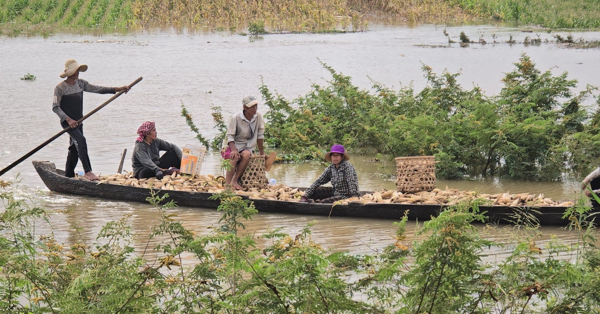 ប្រជាពលរដ្ឋមួយចំនួនប្រញាប់ប្រញាលប្រមូលផលពោត ខណៈទឹកទន្លេមេគង្គខេត្តកំពង់ចាមបានបន្តហក់ឡើងជាងកន្លះម៉ែត្របន្ថែមទៀត
