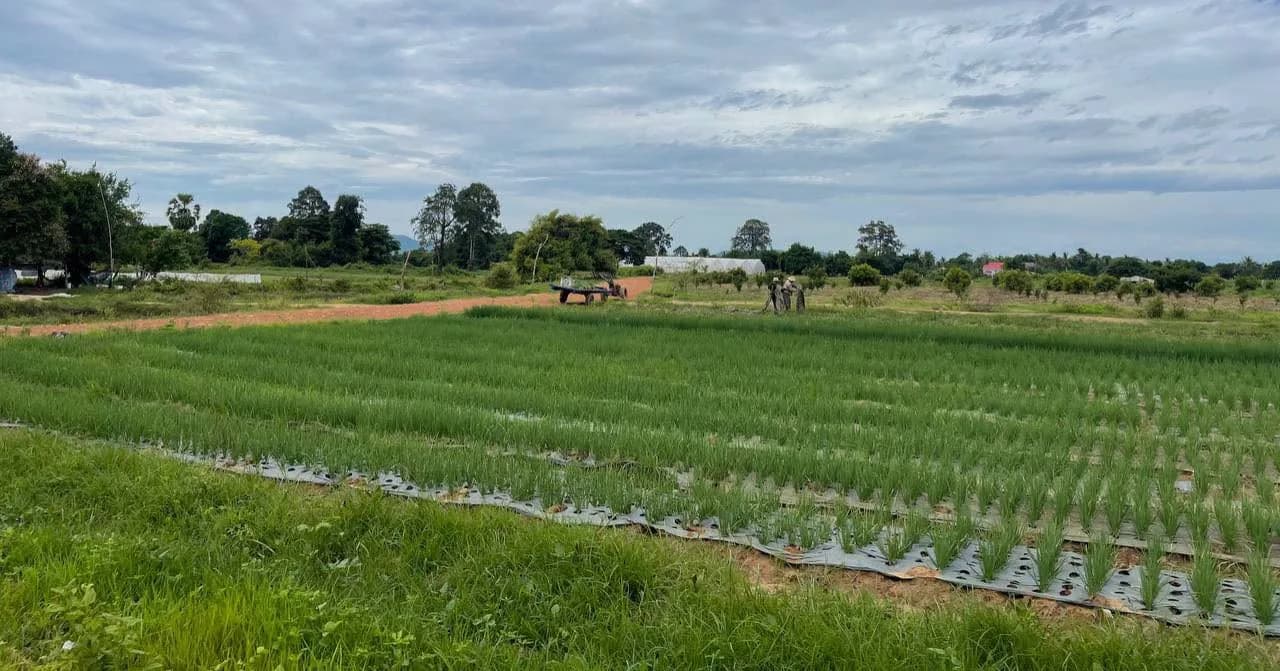 អភិបាលក្រុងពោធិ៍សាត់ ចុះពិនិត្យស្ថានភាពផ្លូវ ដំណាំកសិកម្ម និងអគារបេតិកភណ្ឌសម័យបារាំង ក្នុងសង្កាត់លលកស