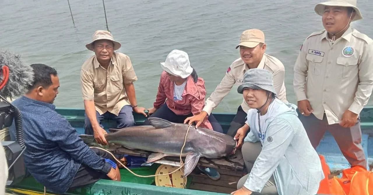 ខណ្ឌរដ្ឋបាលជលផលពោធិ៍សាត់ លែងត្រីរាជមេពូជ ២ក្បាលទៀត ចូលដែនអភិរក្សជ្រោយស្តី
