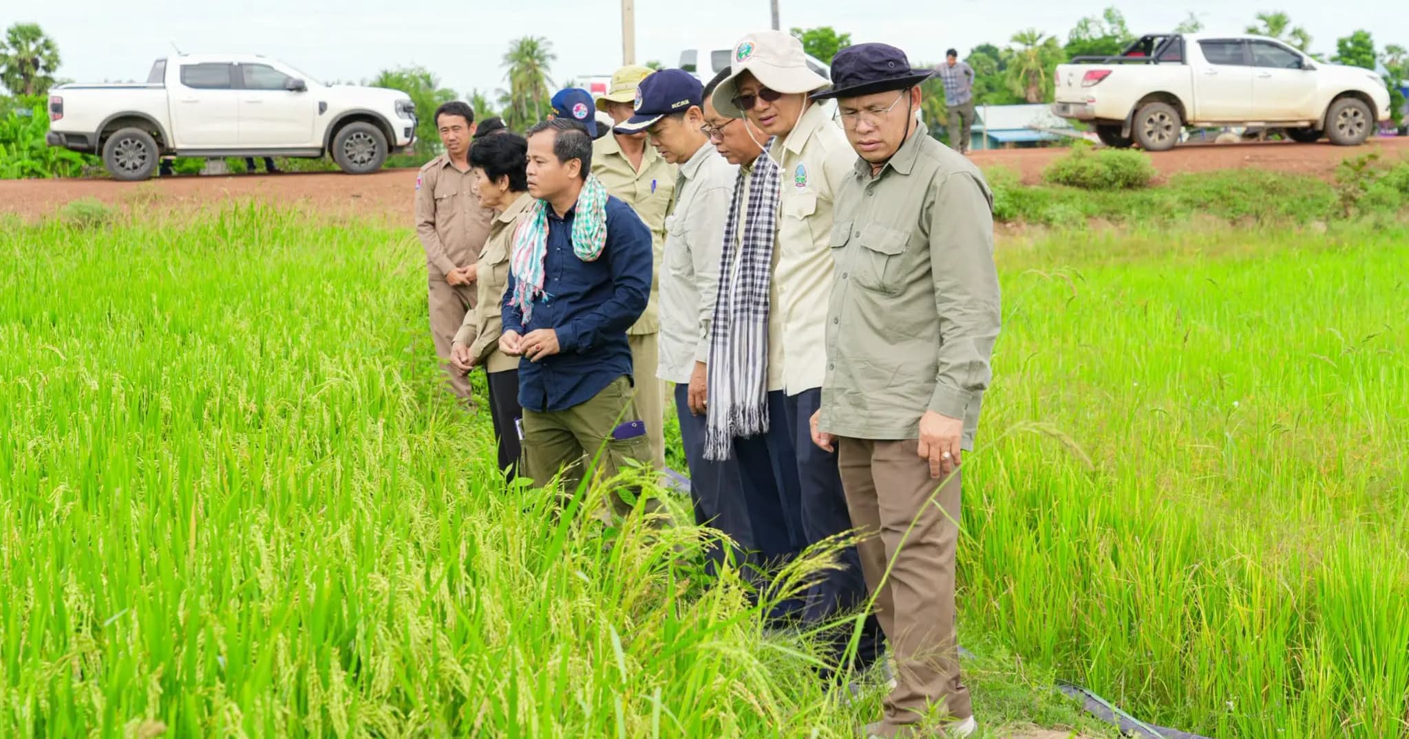 ចុះពិនិត្យ និងអន្តរាគមន៍សង្គ្រោះដំណាំស្រូវរងគ្រោះរាំងស្ងួត នៅស្រុកបាកាន ខេត្តពោធិ៍សាត់