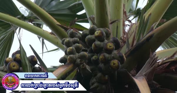 បទយកការណ៍៖ ស្តីពីការលក់គ្រាប់ត្នោតរបស់អ្នកមីងសុភី