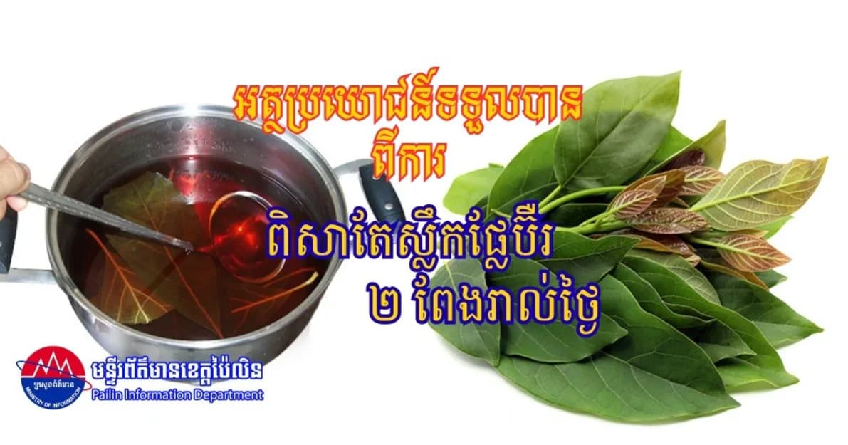 អត្ថប្រយោជន៍ទទួលបានពីការពិសាតែស្លឹកផ្លែប៊ឺ ២ ពែងរាល់ថ្ងៃ