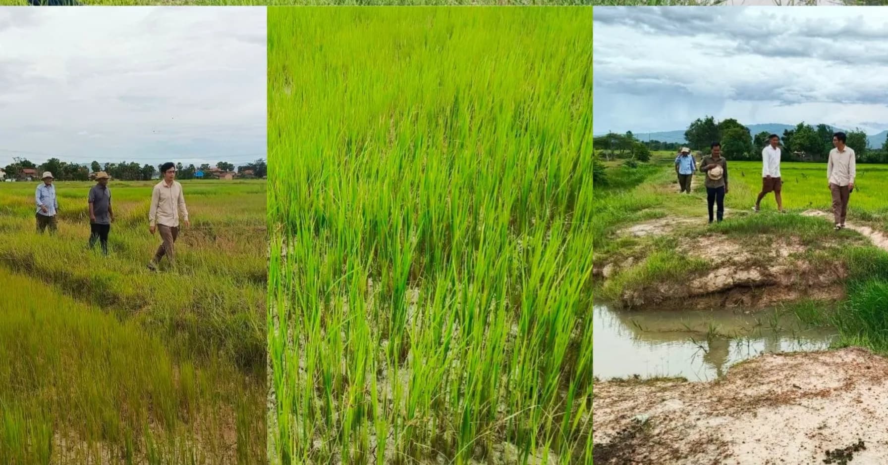 លោក ធាម សុផាត ចុះពិនិត្យស្ថានភាពដំណាំស្រូវ និងផ្លូវខ្នងប្រឡាយ ២ខ្សែ ក្នុងស្រុកភ្នំក្រវាញ