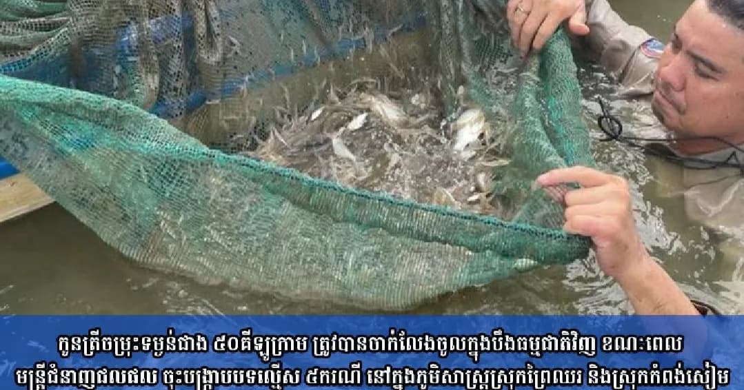 (វិដេអូ)កូនត្រីចម្រុះទម្ងន់ជាង ៥០គីឡូក្រាម ត្រូវបានចាក់លែងចូលក្នុងបឹងធម្មជាតិវិញ 