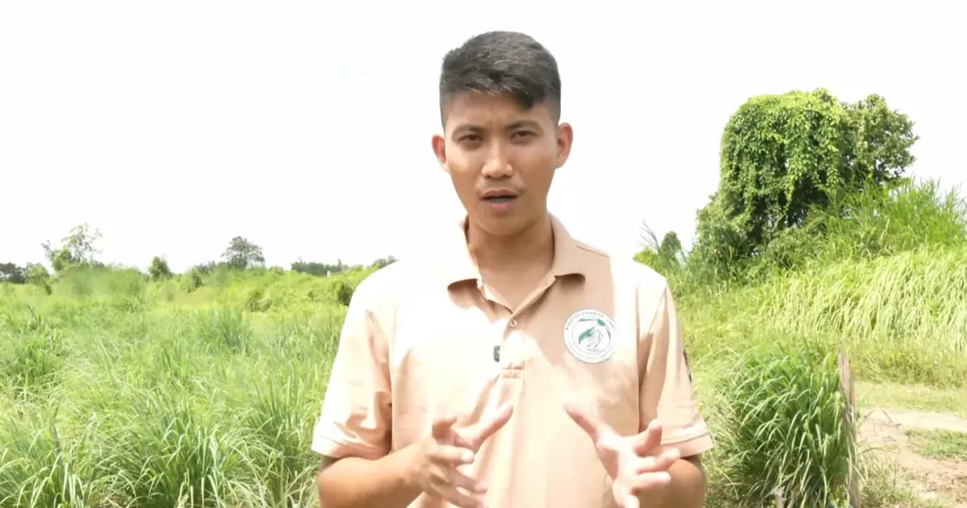 ការដាំដុះស្លឹកគ្រៃមានភាពងាយស្រួល ក្នុងការថែទាំ ទទួលបានទិន្នផលខ្ពស់ និងមានទីផ្សារគ្រប់គ្រាន់